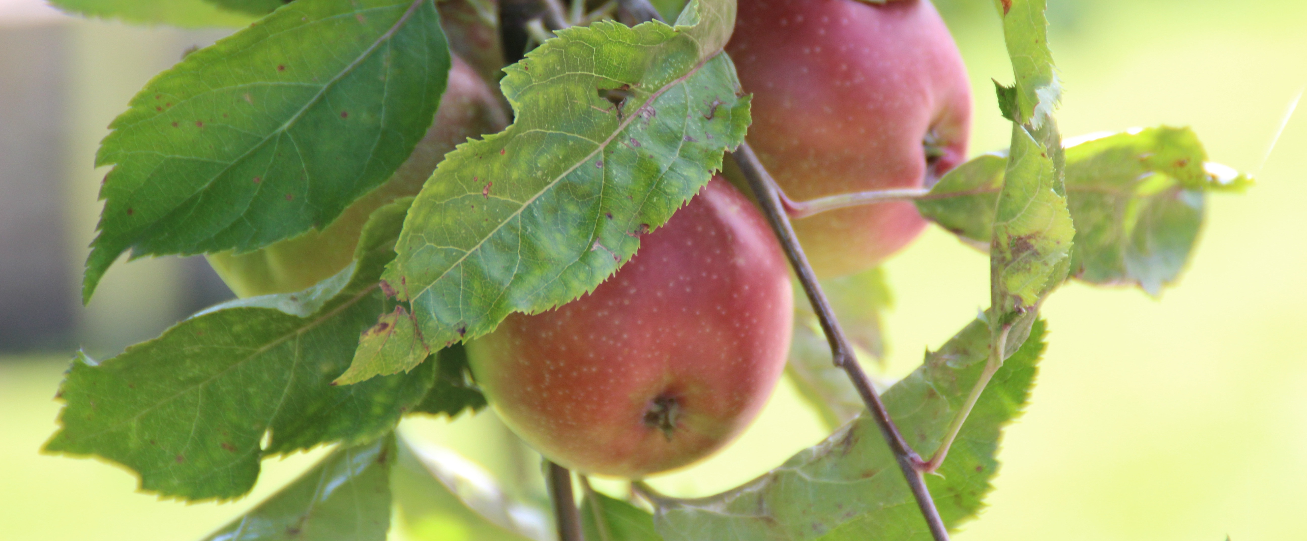 Оригинальный ли apple на wildberries